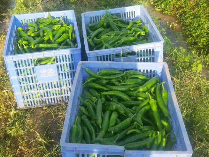 Bio1One 在辣椒园的应用效果