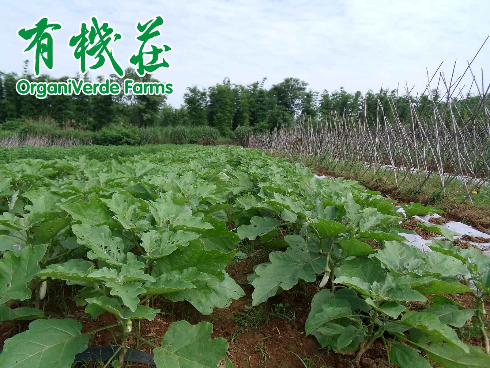 有机作物种植允许使用的植物保护产品物质和措施