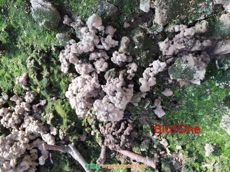 Bio1One 应用在大棚桃园种植基地的土壤改良