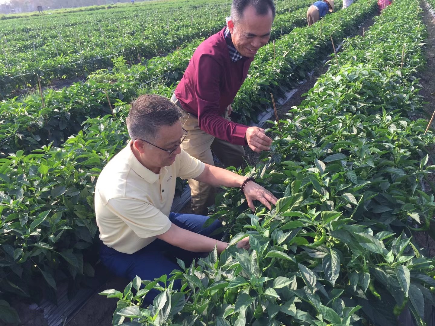 IMG_1072(20210818-164816).JPG IMG_1072(20210818-164816).JPG